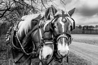 horses-Enhanced-3