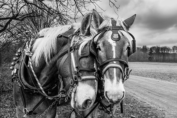 horses-Enhanced-3