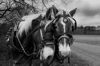 horses-Enhanced-4