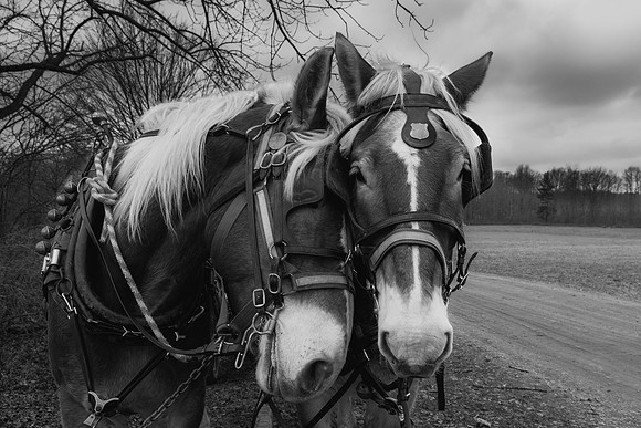 horses-Enhanced-4