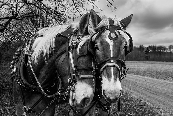 horses-Enhanced-2