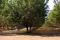 Roseville, California, dan strandt photography isoawesome.com wedding bride groom portrait family married Sacramento yuba folsom rancho elk grove