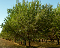 Roseville, California, dan strandt photography isoawesome.com wedding bride groom portrait family married Sacramento yuba folsom rancho elk grove